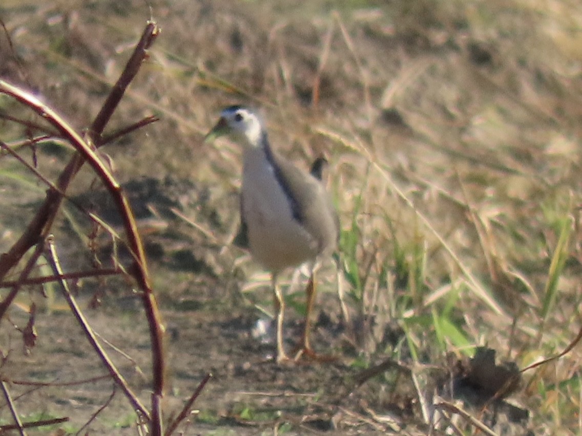 シロハラクイナ - ML646801985