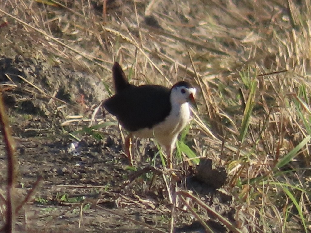 シロハラクイナ - ML646801986