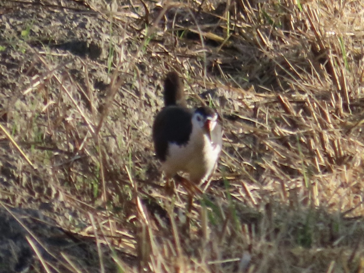 シロハラクイナ - ML646801987