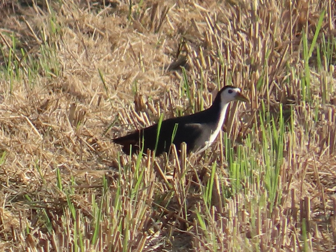 シロハラクイナ - ML646801988