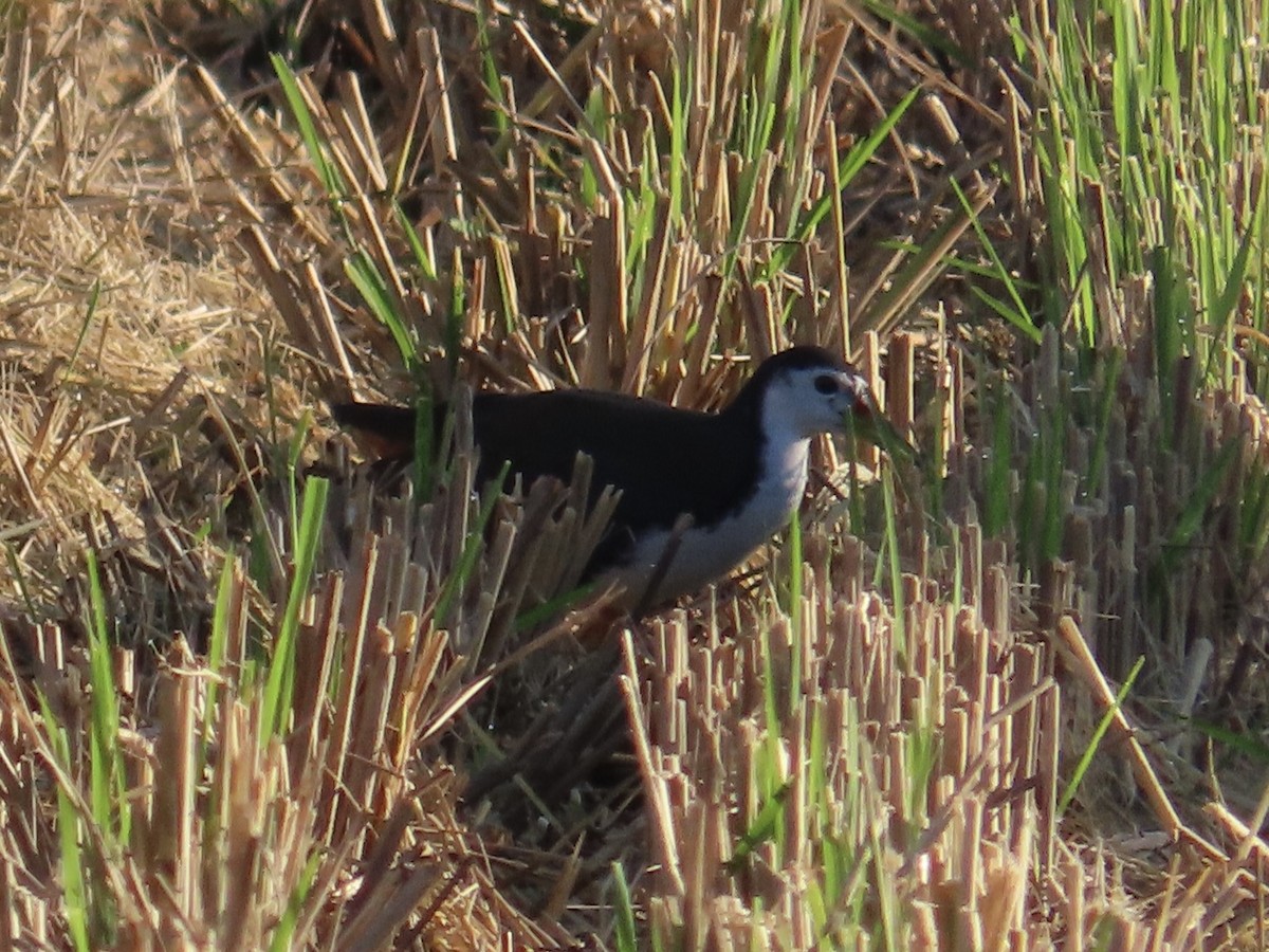 シロハラクイナ - ML646801989