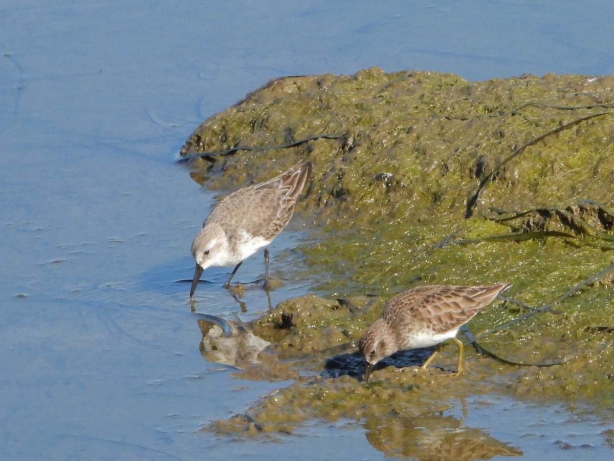 Western Sandpiper - ML646801992