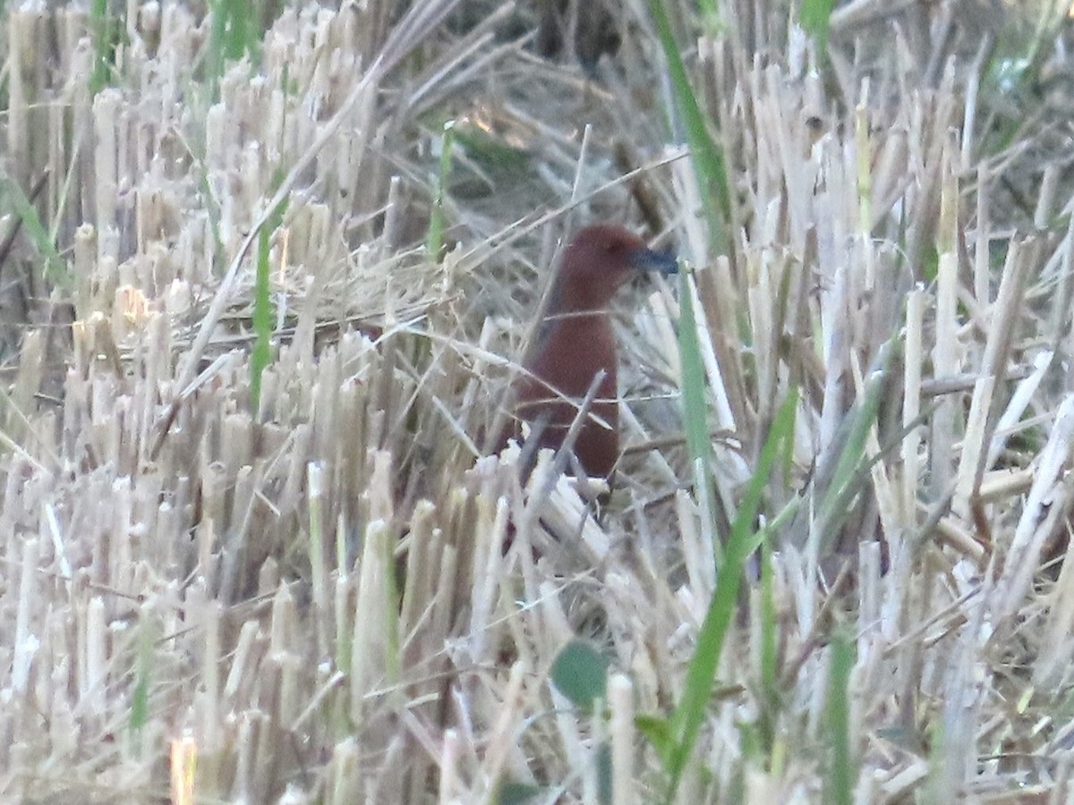Ruddy-breasted Crake - ML646801995
