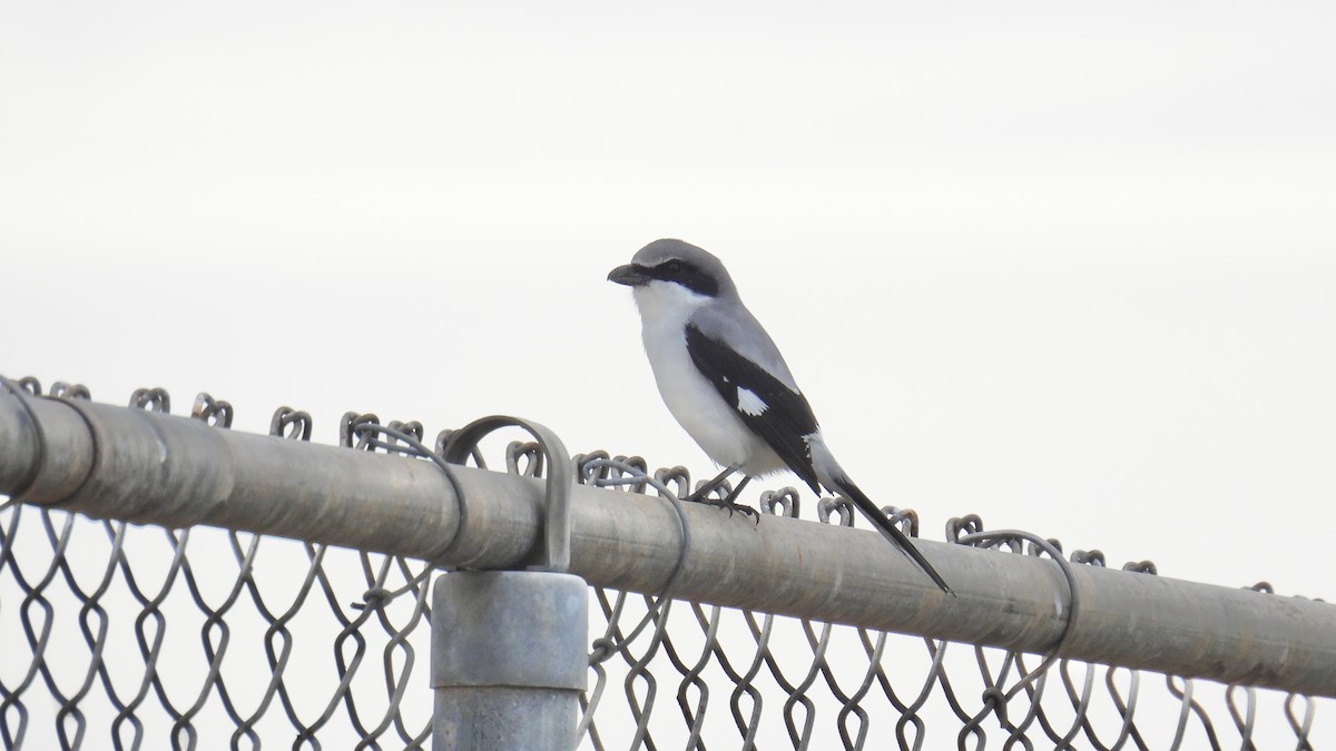 Loggerhead Shrike - ML646802002
