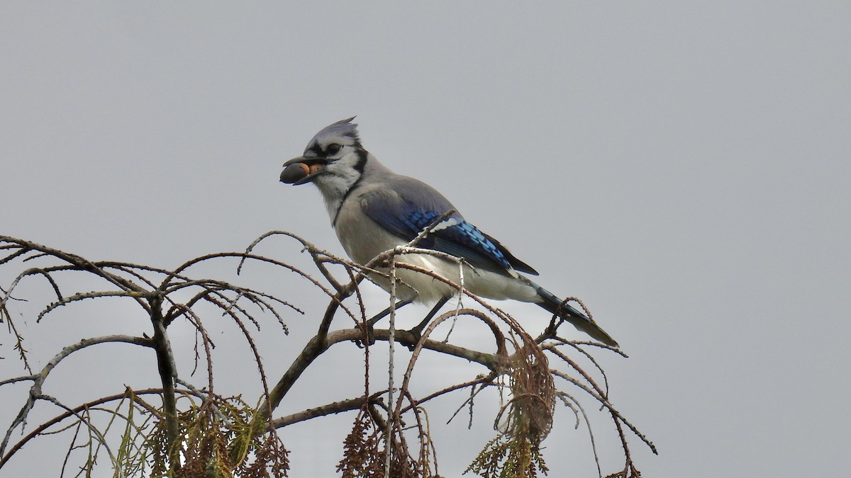 Blue Jay - ML646802006