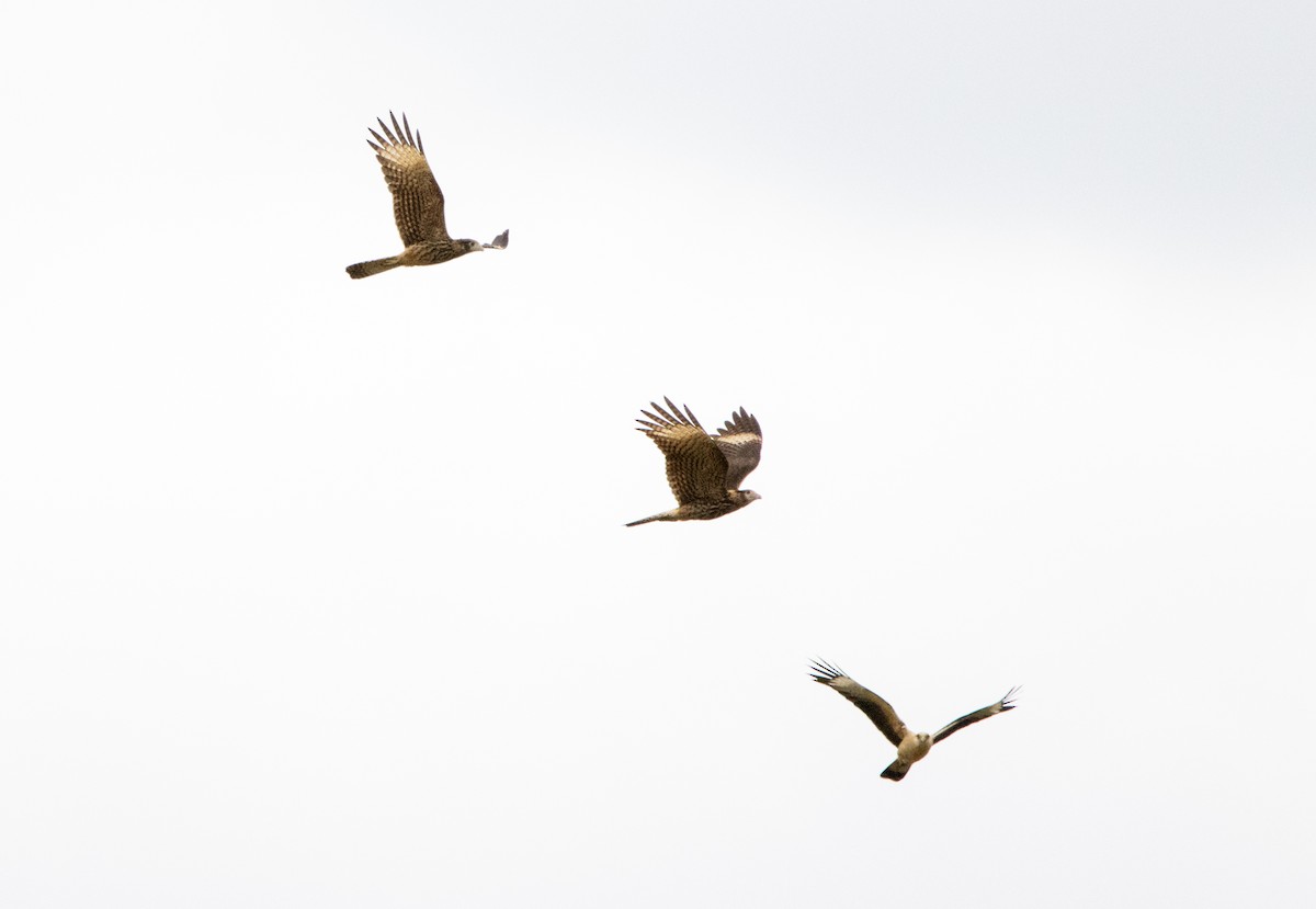 Sarı Başlı Karakara - ML646802012