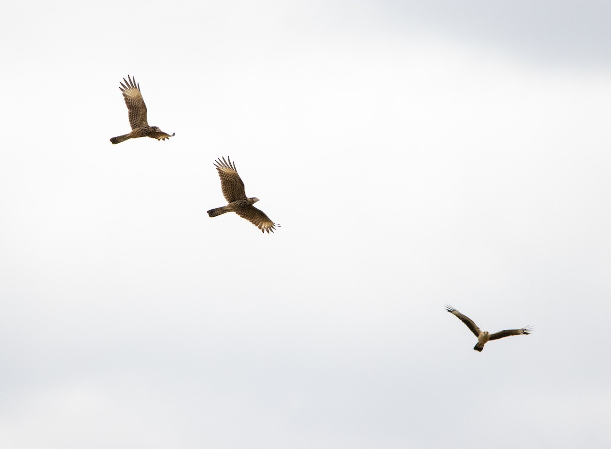 Sarı Başlı Karakara - ML646802013