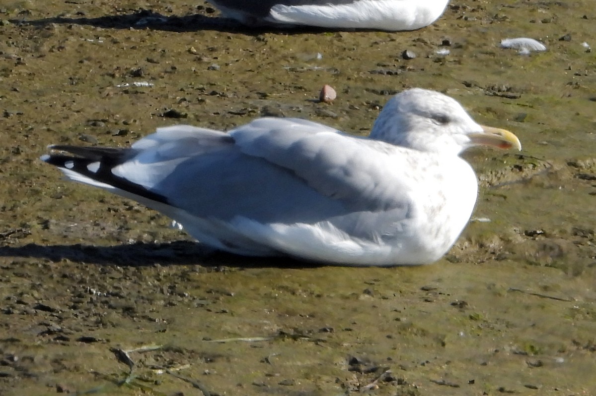 American Herring Gull - ML646802015
