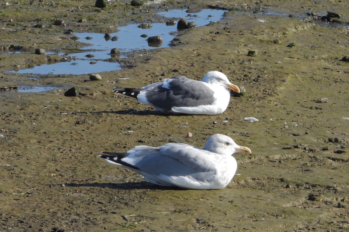 American Herring Gull - ML646802016