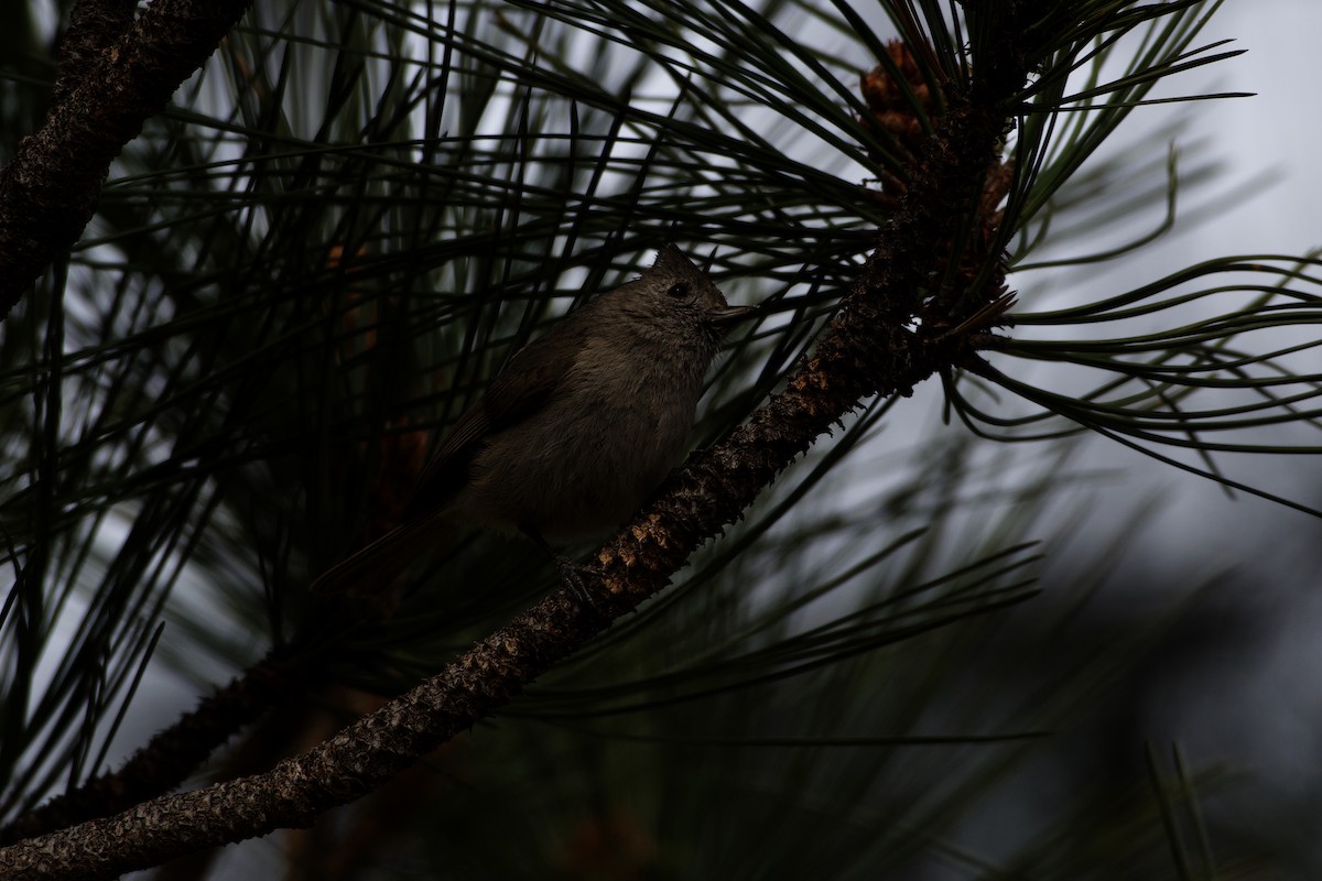 Eichenmeise - ML646802019