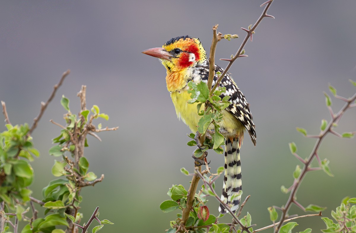 Barbudo Cabecirrojo - ML646802020