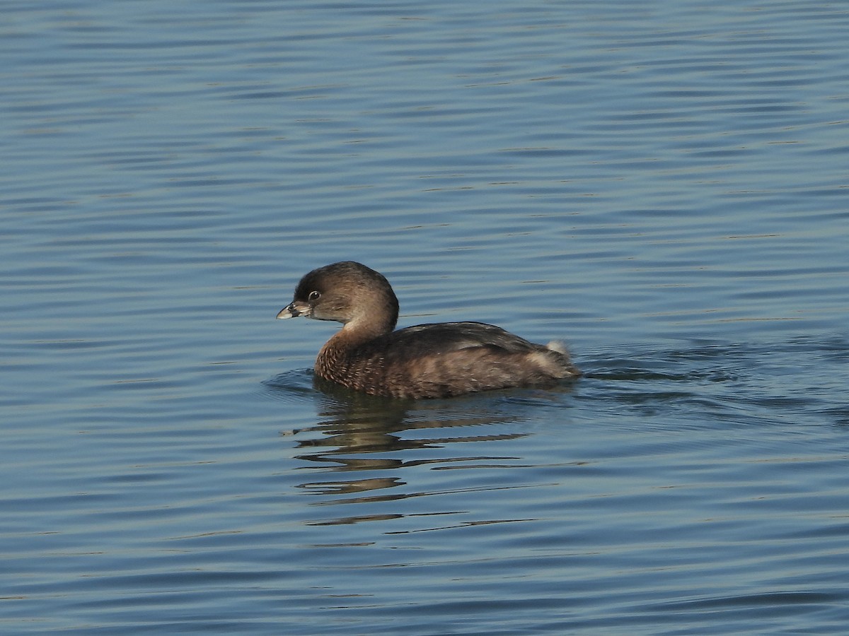 Pied-billed Grebe - ML646802021