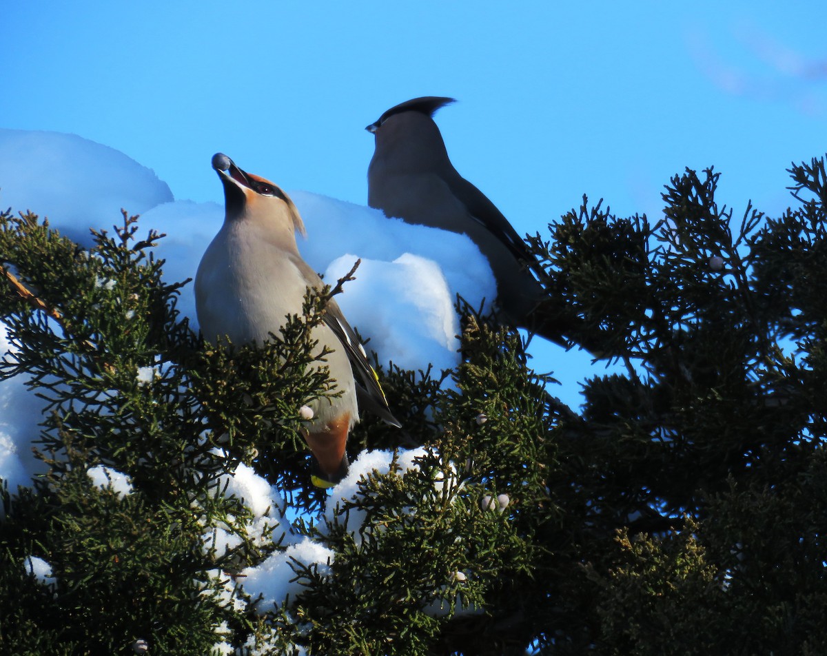 Bohemian Waxwing - ML646802026
