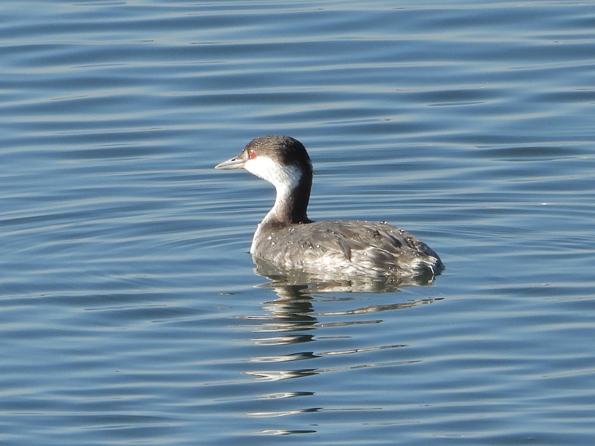 Красношейная поганка - ML646802027