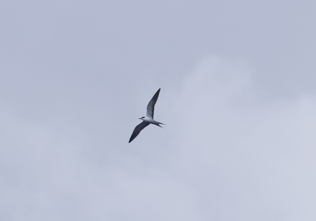 烏領燕鷗 - ML646802028