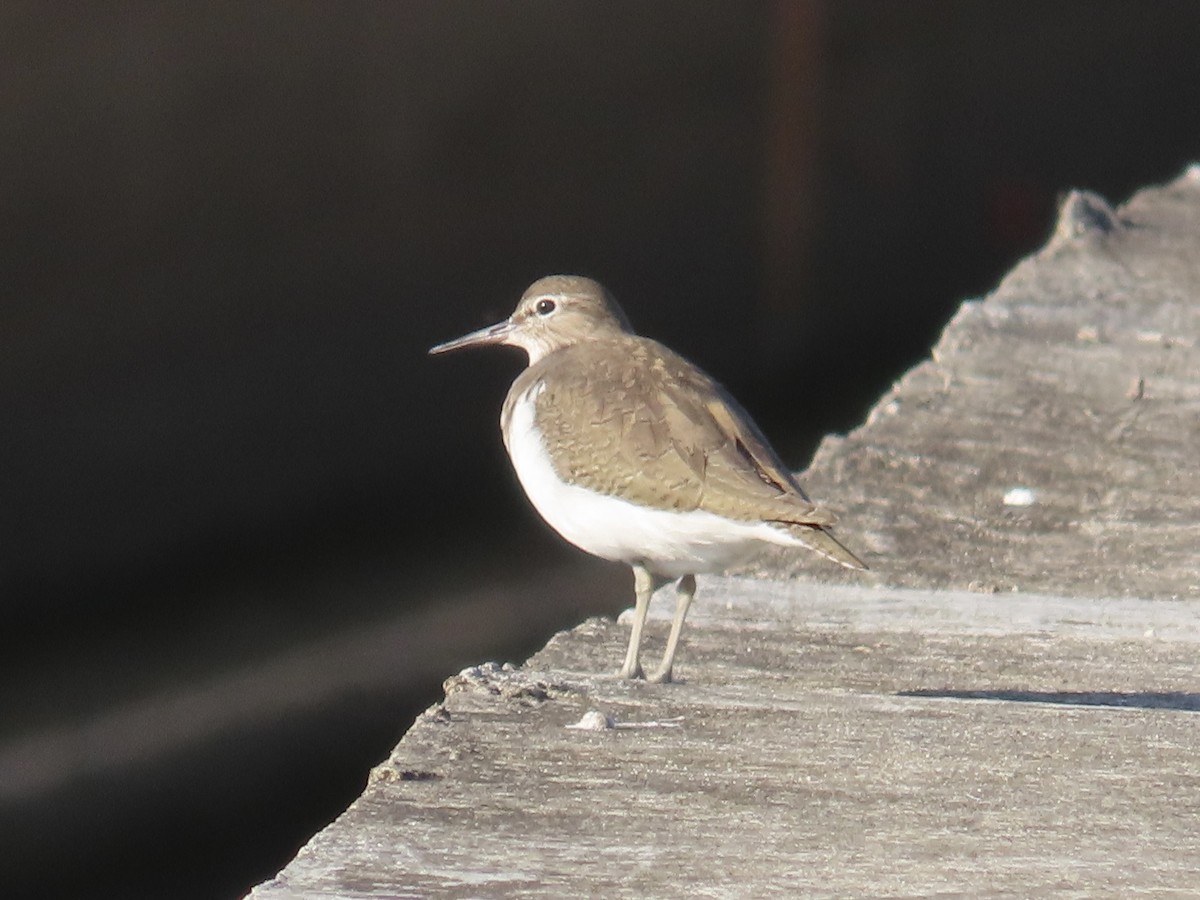 イソシギ - ML646802030