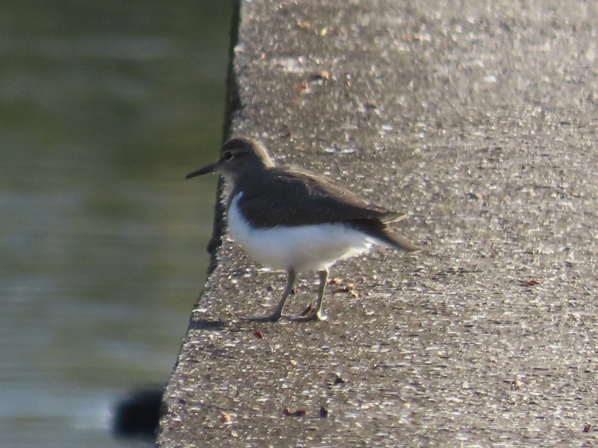 イソシギ - ML646802031