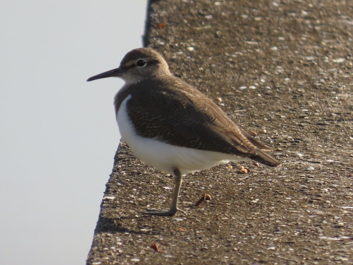 イソシギ - ML646802032