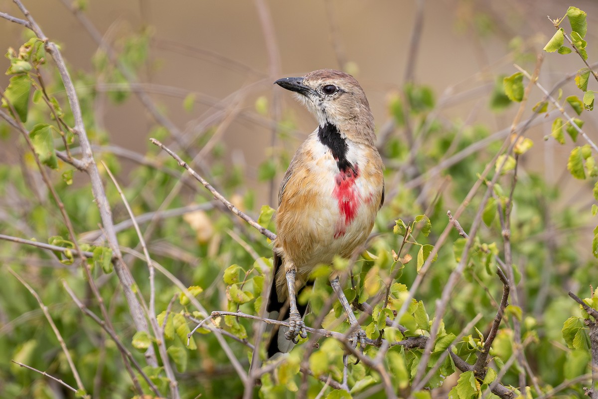 Bubú Pechirrosado - ML646802034
