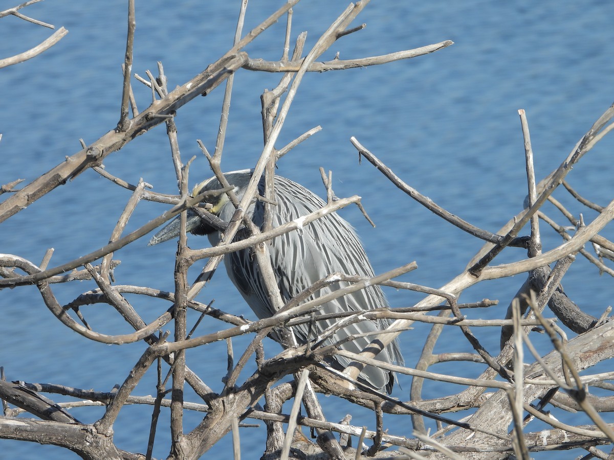 Yellow-crowned Night Heron - ML646802035