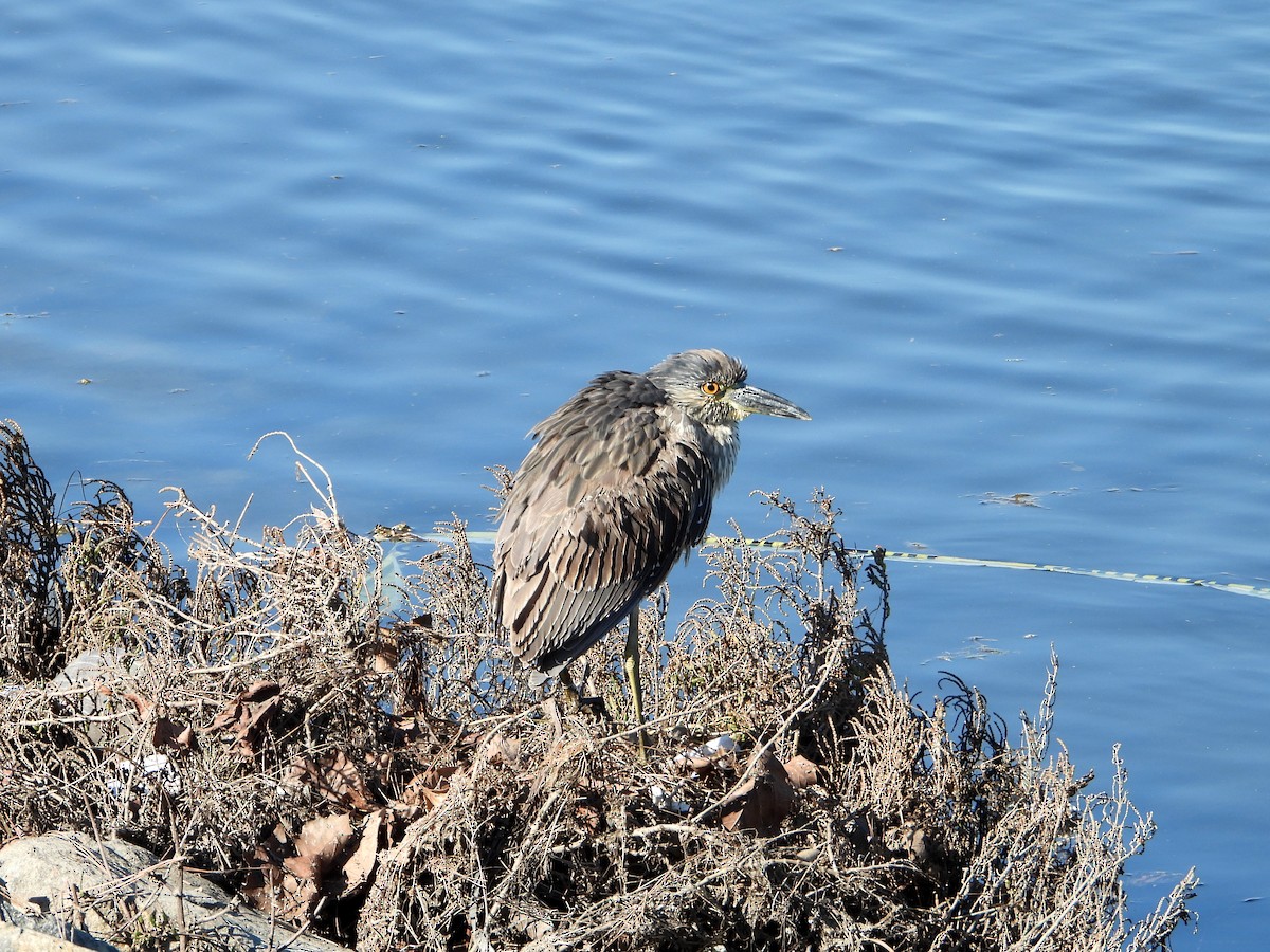 Yellow-crowned Night Heron - ML646802036