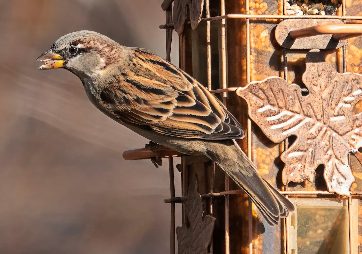 House Sparrow - ML646802037