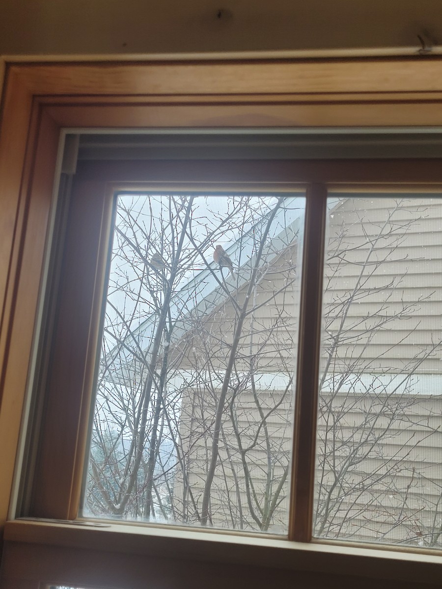 Purple Finch - ML646802040