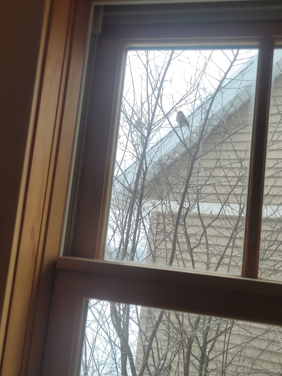 Purple Finch - ML646802043