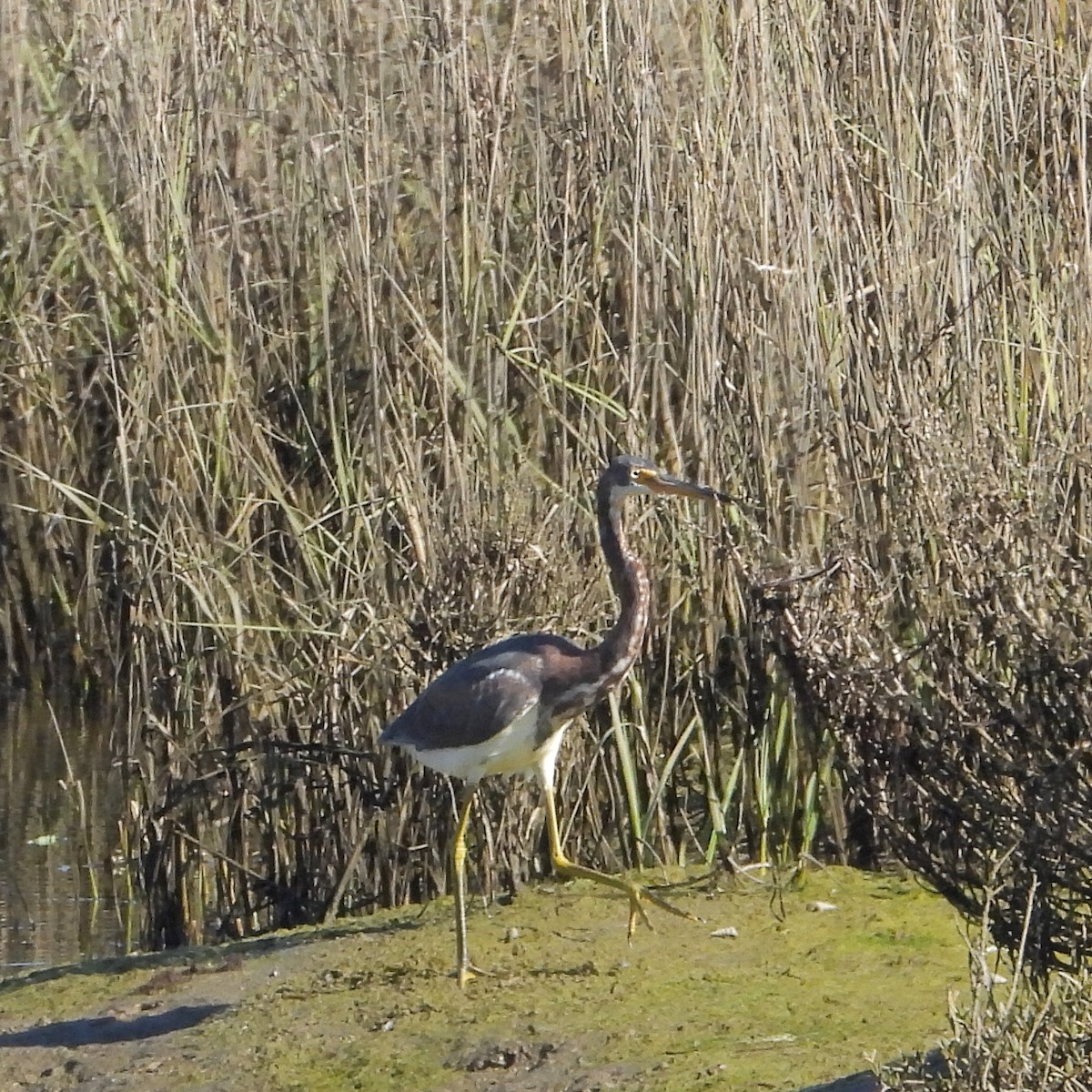 Tricolored Heron - ML646802044