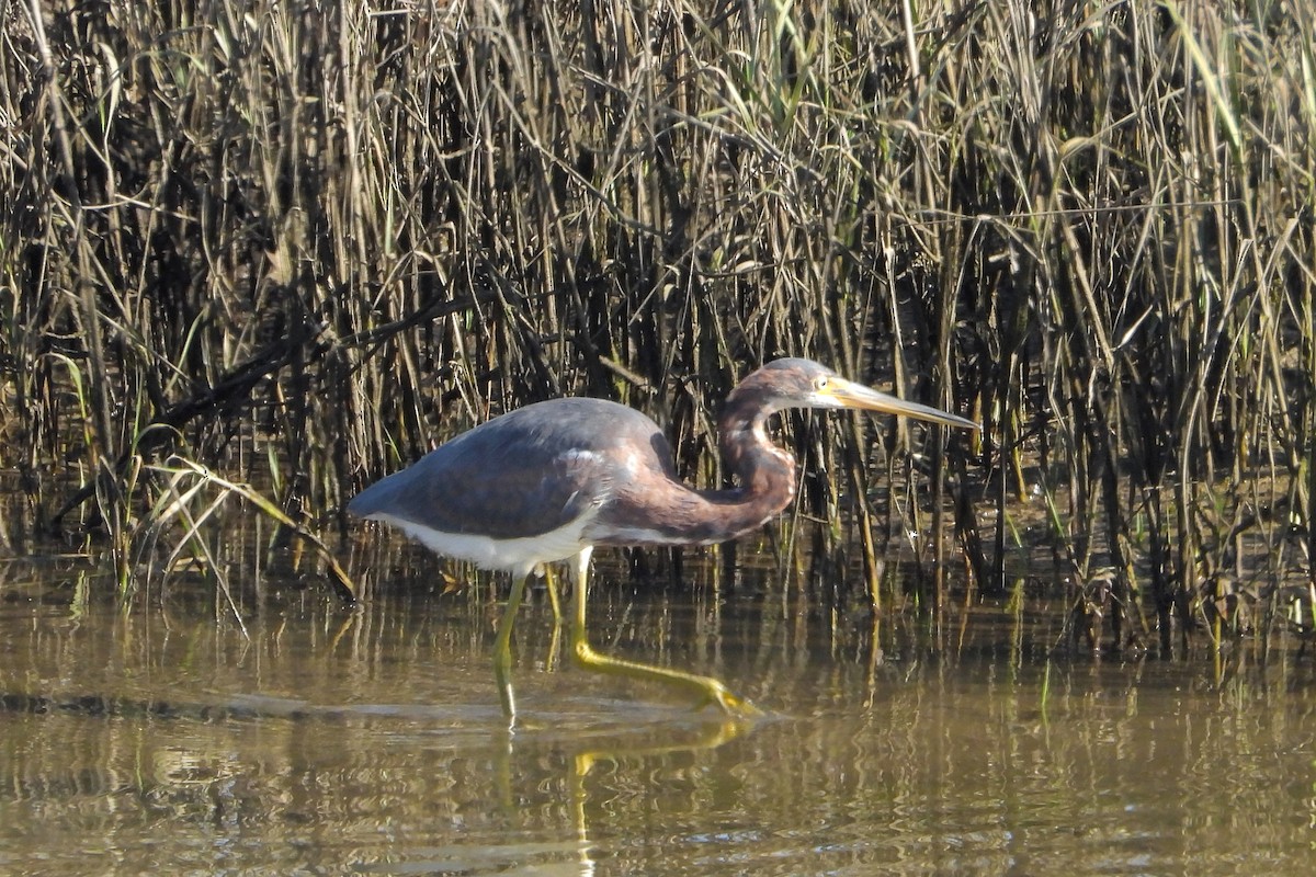 Tricolored Heron - ML646802045