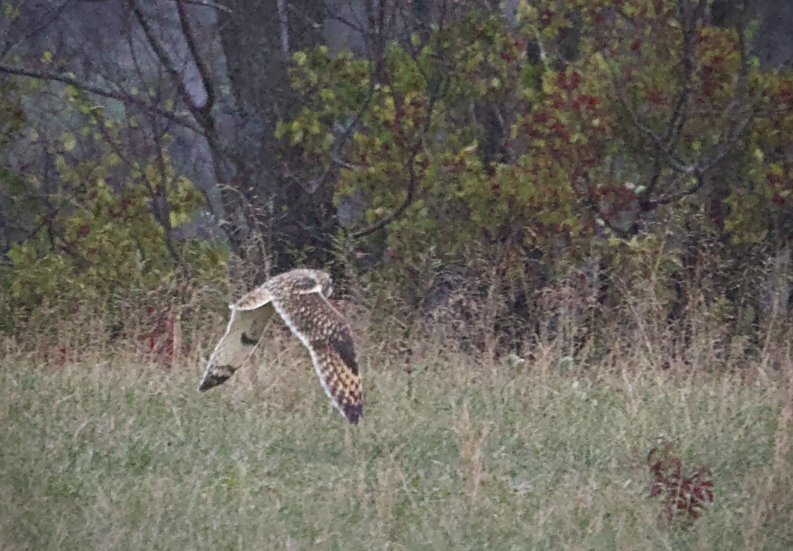 Sumpfohreule - ML646802048