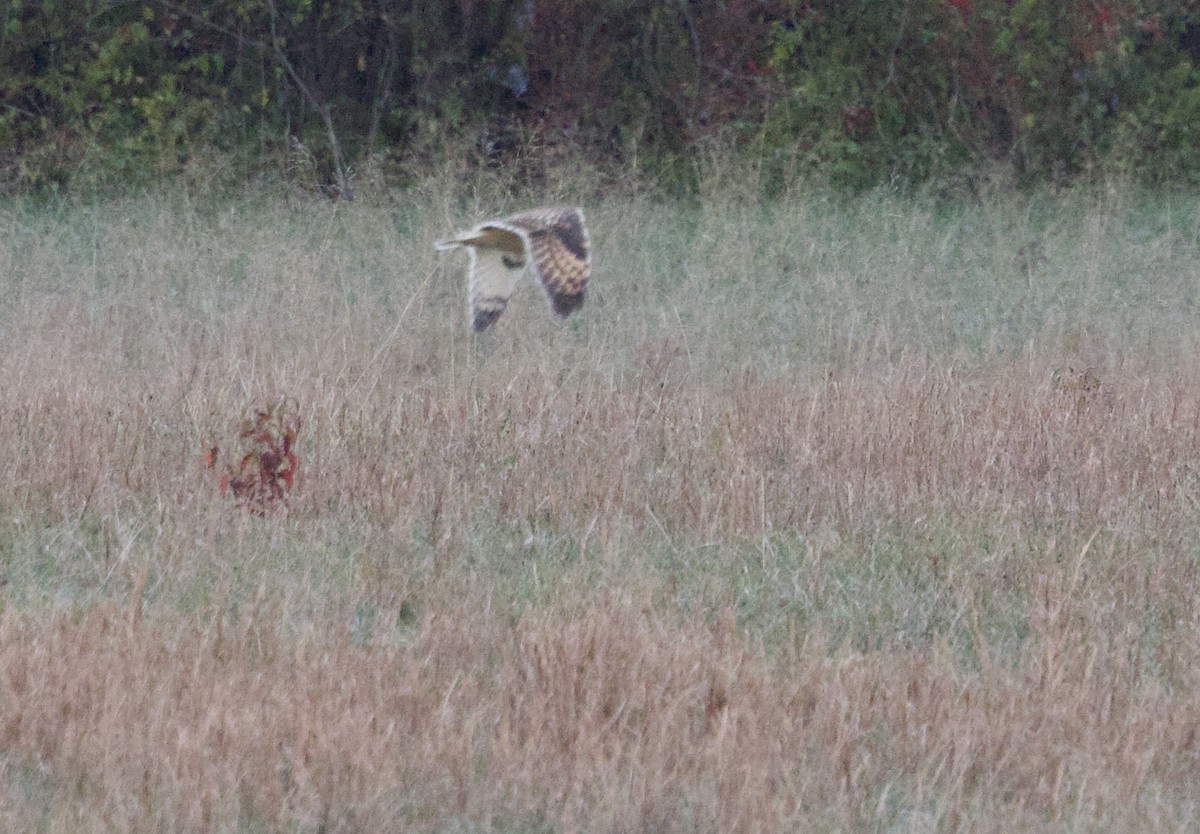 Sumpfohreule - ML646802049