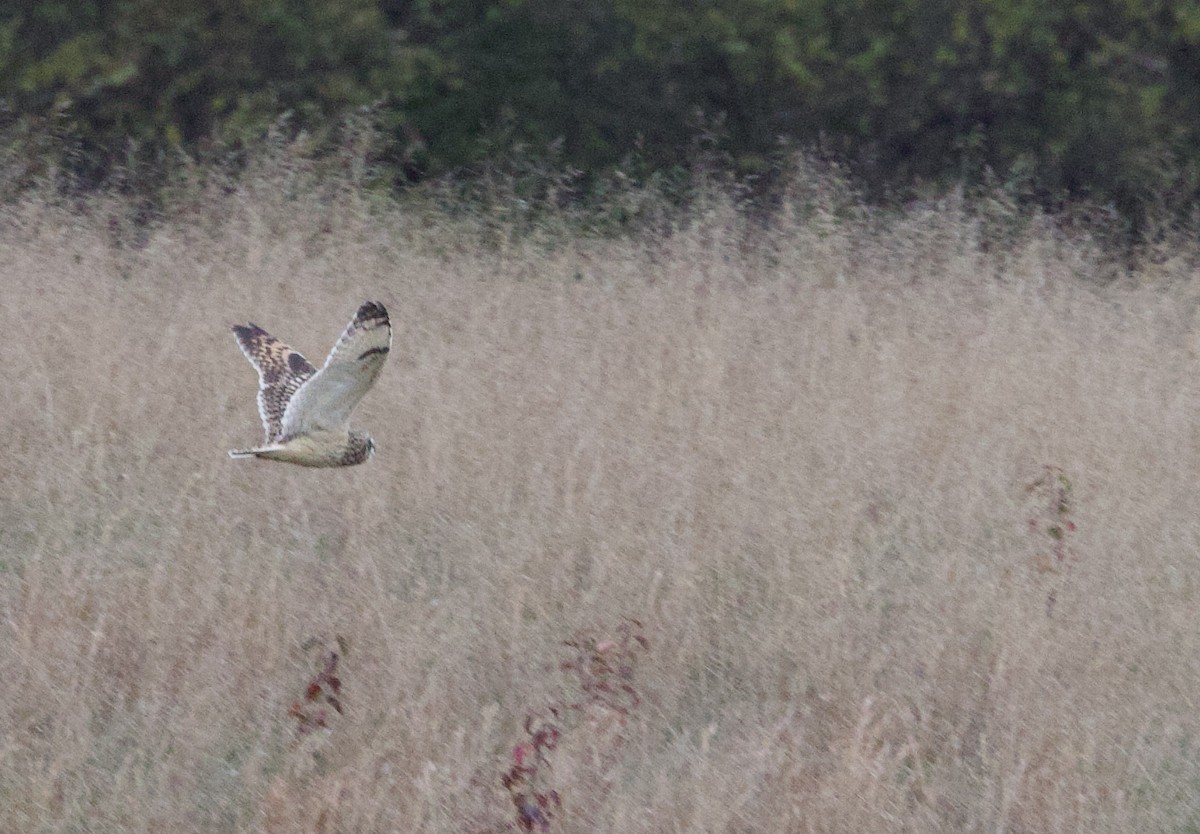 Sumpfohreule - ML646802050