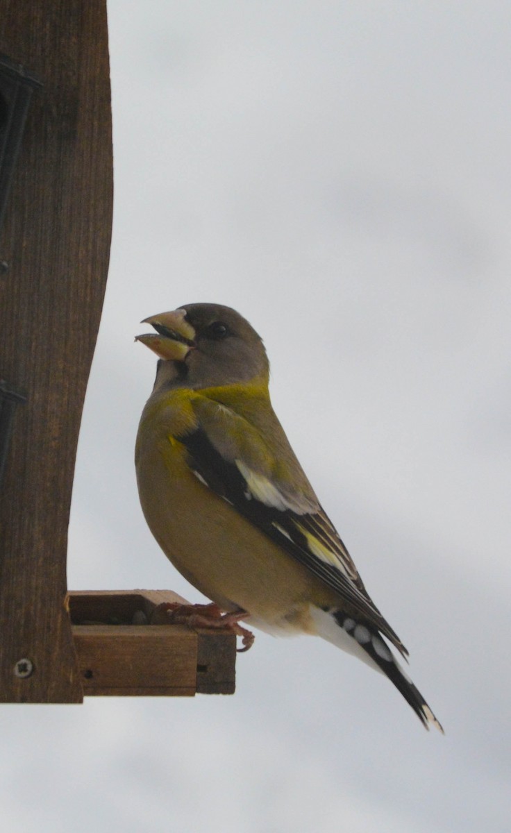 Evening Grosbeak - ML646802051