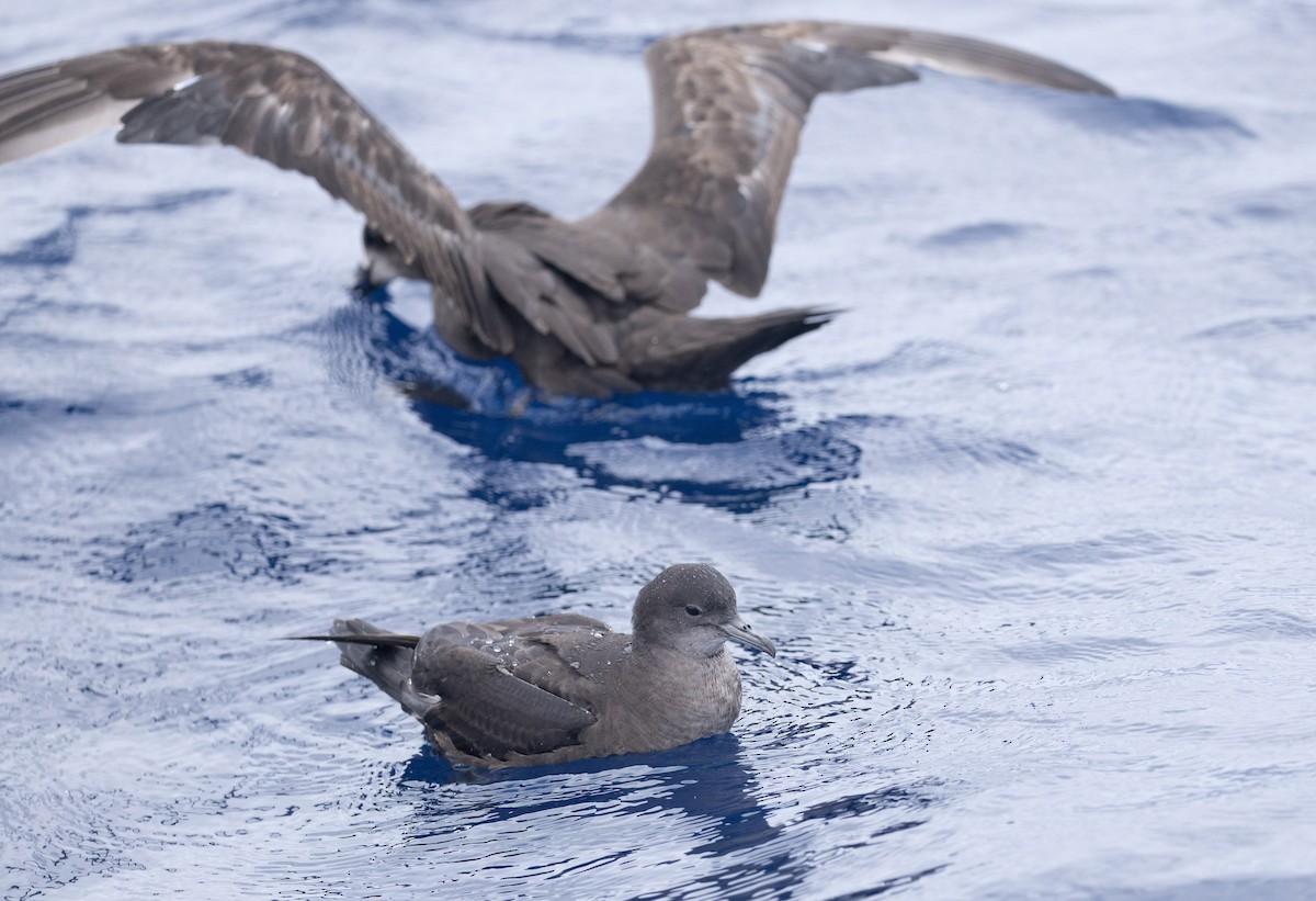 Short-tailed Shearwater - ML646802052
