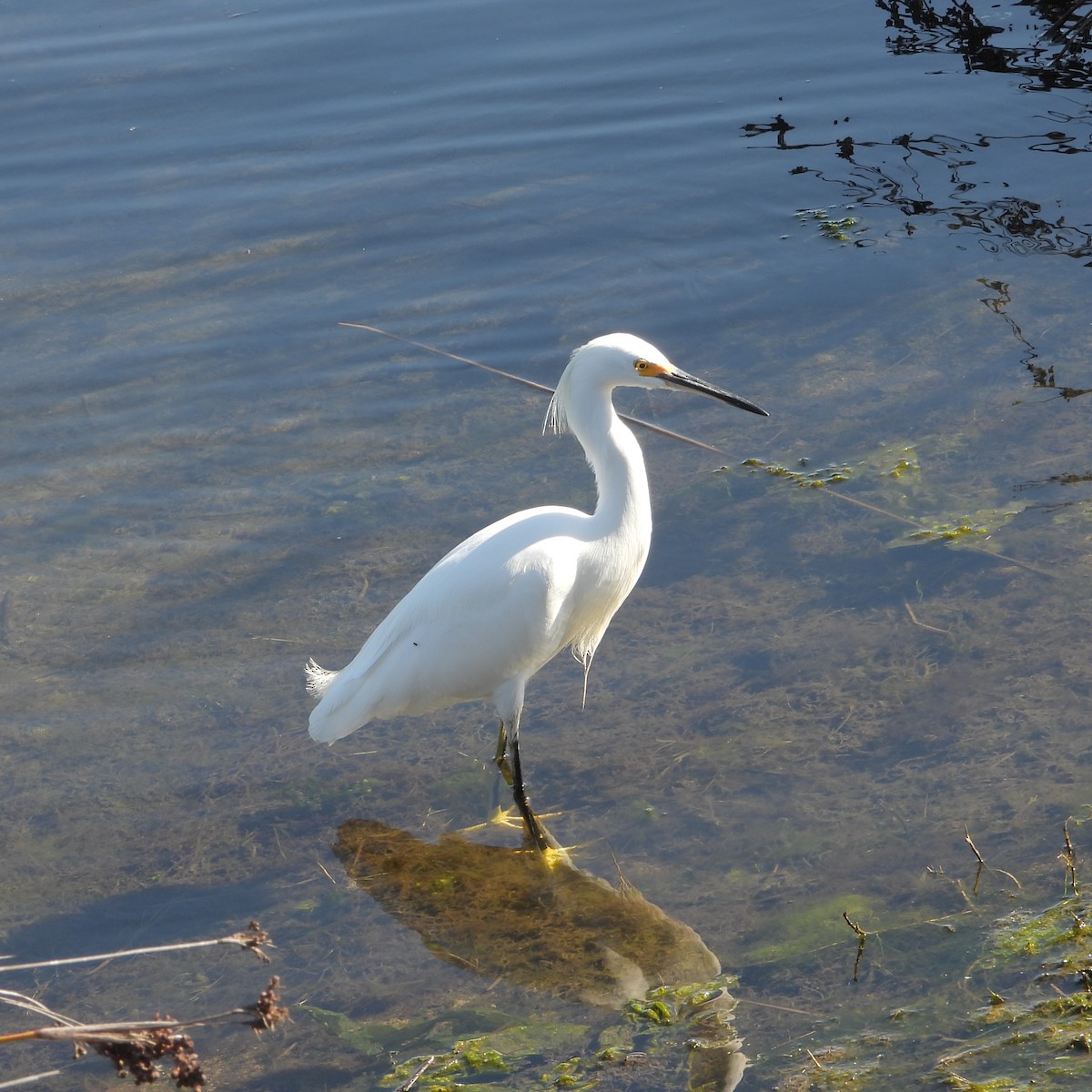 Snowy Egret - ML646802053