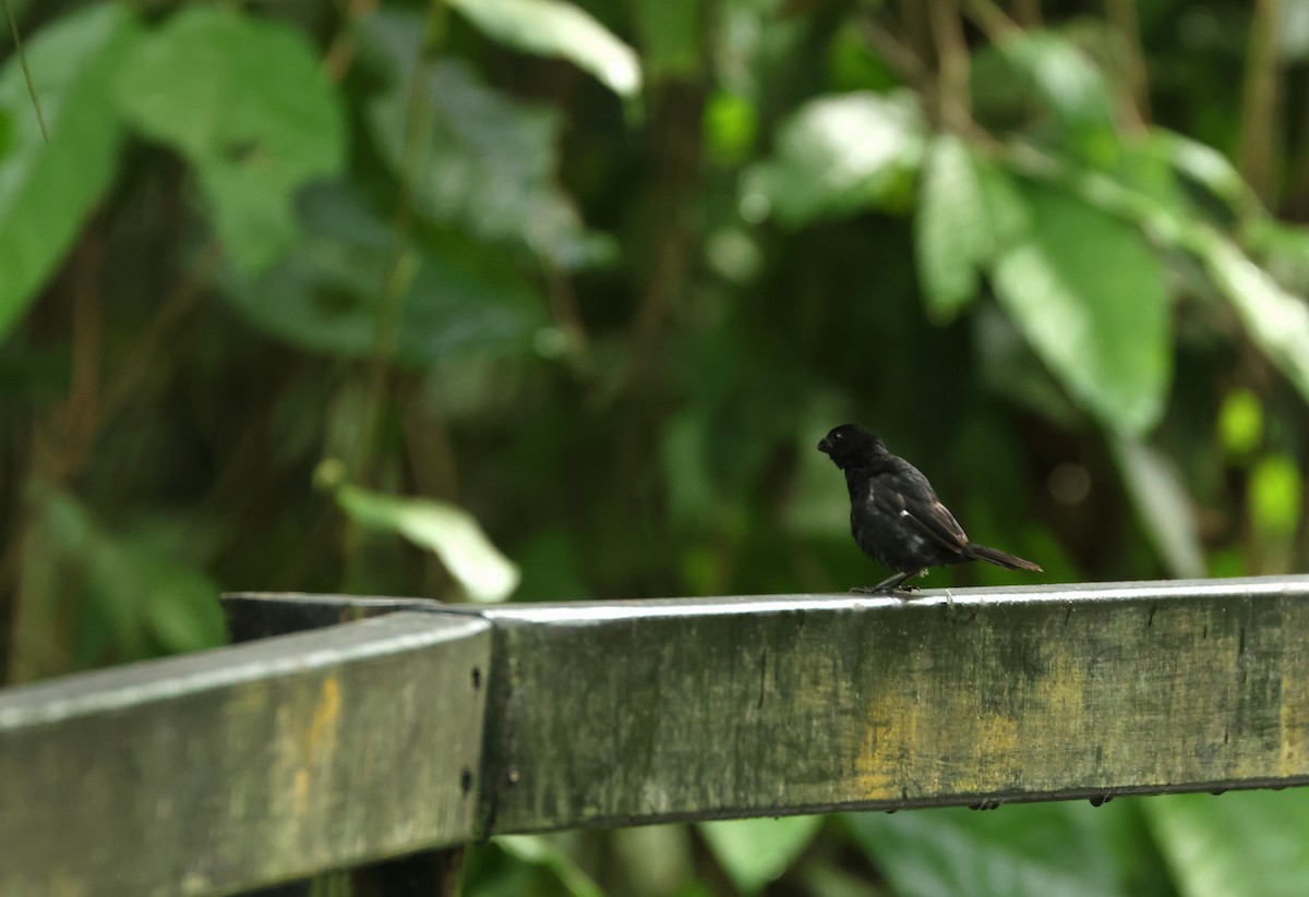 kullfrøeter - ML646802055