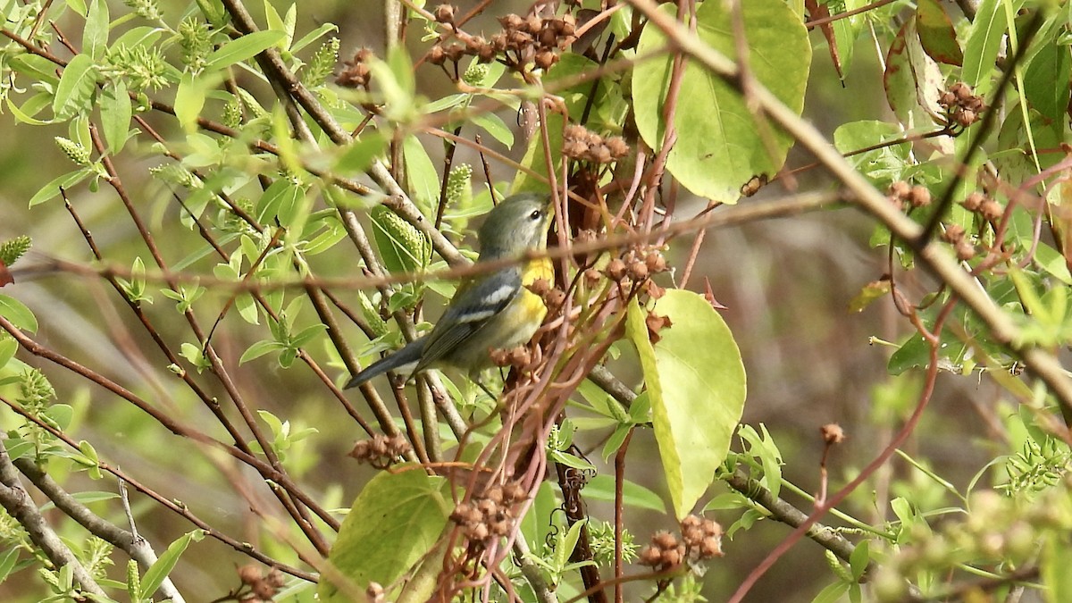 stryparula - ML646802056