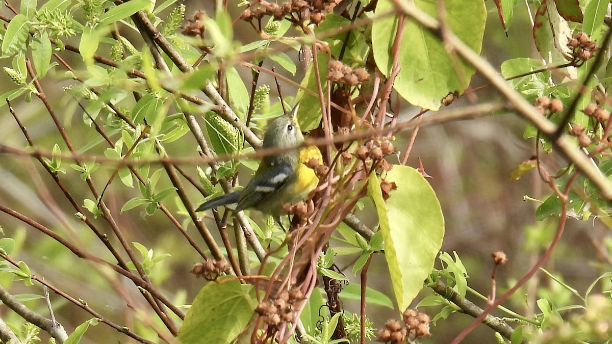 stryparula - ML646802057