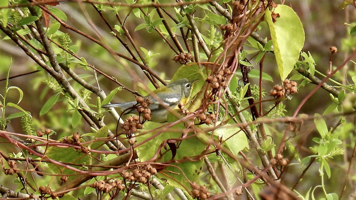 stryparula - ML646802058