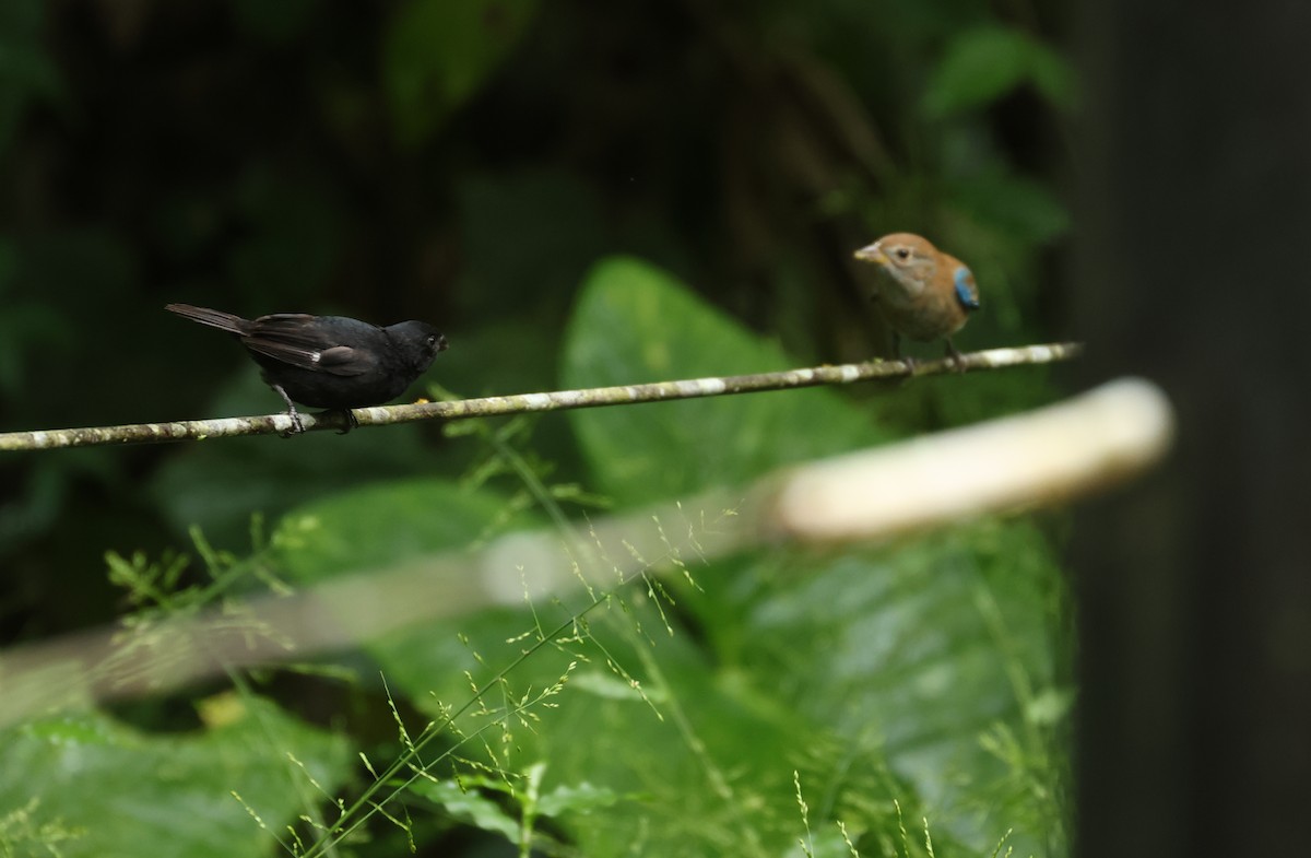 kullfrøeter - ML646802059