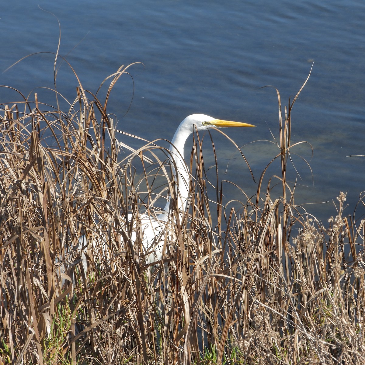 Great Egret - ML646802060