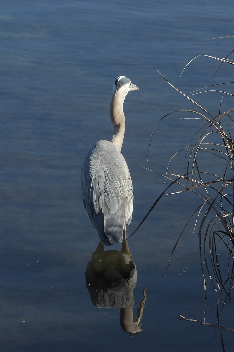 Great Blue Heron - ML646802061