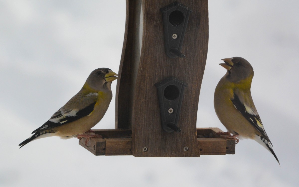 Evening Grosbeak - ML646802064