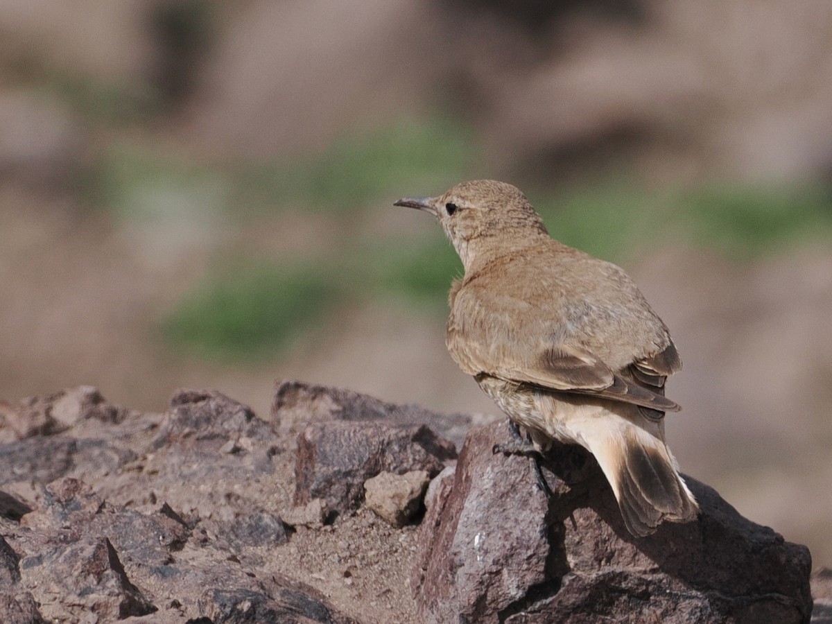 Creamy-rumped Miner - ML646802065