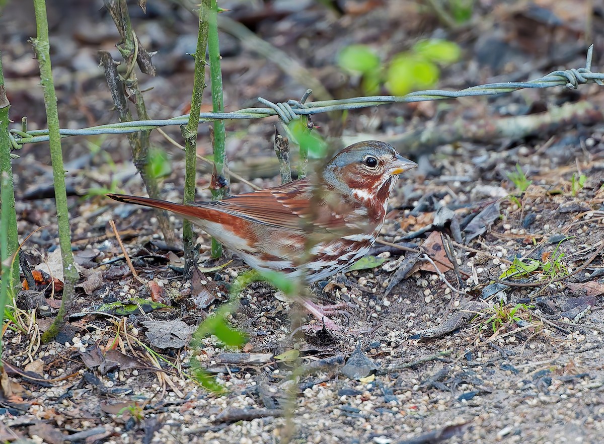 strnadec kaštanový - ML646802070