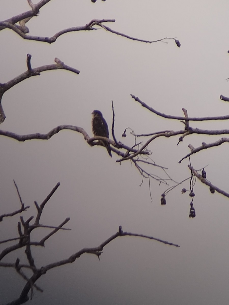 Merlin - ML646802077