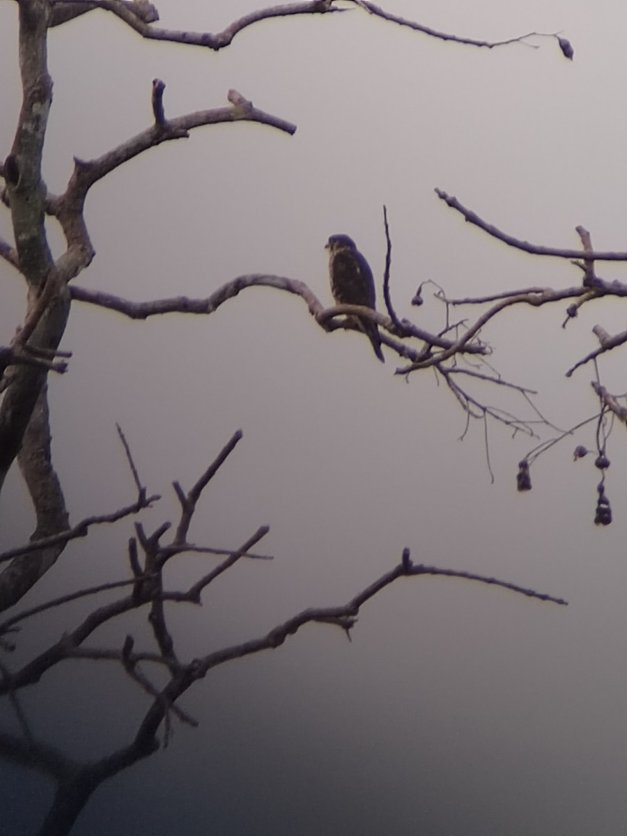 Merlin - ML646802078