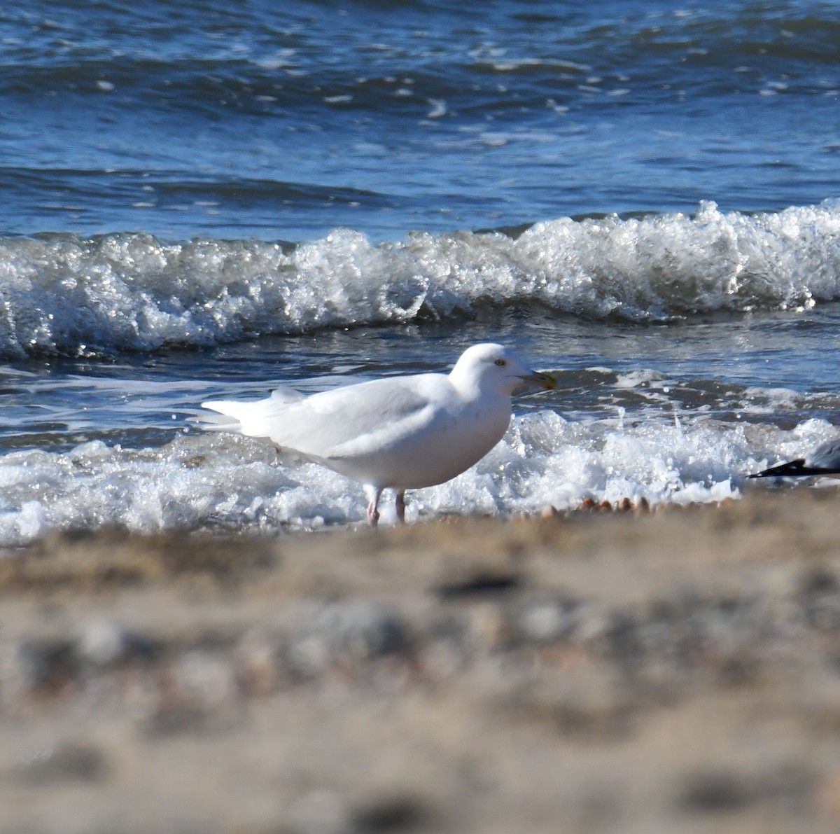 Бургомистр - ML646802079