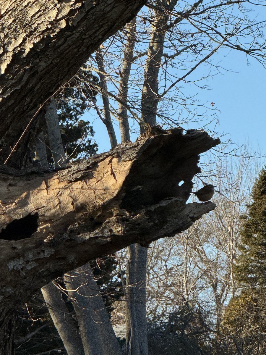 Carolina Wren - ML646802081